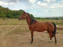 Stallion with pedigree for sale