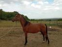 Stallion with pedigree for sale