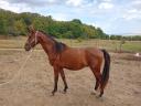 Stallion with pedigree for sale