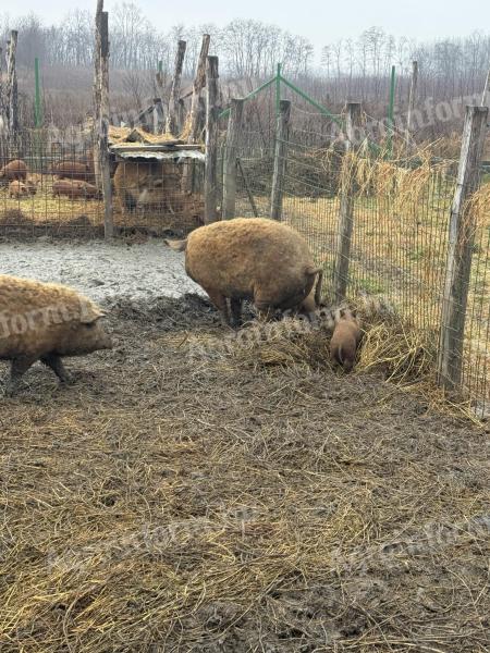 Mangalica fatteners