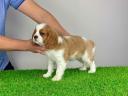 Pedigree Cavalier King Charles Spaniel puppy