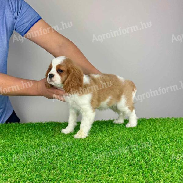 Pedigree Cavalier King Charles Spaniel puppy