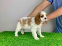 Pedigree Cavalier King Charles Spaniel puppy