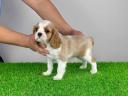 Pedigree Cavalier King Charles Spaniel puppy