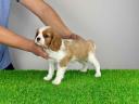 Pedigree Cavalier King Charles Spaniel puppy