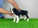 Pedigree Cavalier King Charles Spaniel puppy