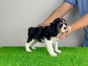 Pedigree Cavalier King Charles Spaniel puppy