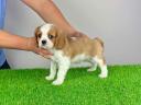 Pedigree Cavalier King Charles Spaniel puppy