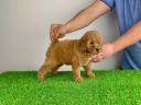 Pedigree dwarf poodle puppy