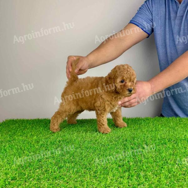 Pedigree dwarf poodle puppy