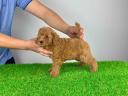 Pedigree dwarf poodle puppy