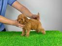 Pedigree dwarf poodle puppy