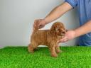 Pedigree dwarf poodle puppy