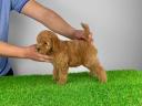 Pedigree dwarf poodle puppy