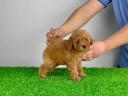 Pedigree dwarf poodle puppy