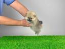 pedigree Pomeranian dwarf spitz puppy