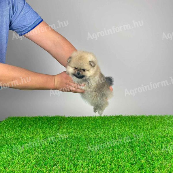 pedigree Pomeranian dwarf spitz puppy