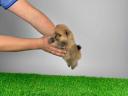 pedigree Pomeranian dwarf spitz puppy