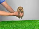 pedigree Pomeranian dwarf spitz puppy