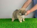 pedigree Pomeranian dwarf spitz puppy