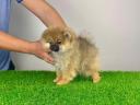 pedigree Pomeranian dwarf spitz puppy