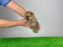 pedigree Pomeranian dwarf spitz puppy