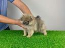 pedigree Pomeranian dwarf spitz puppy