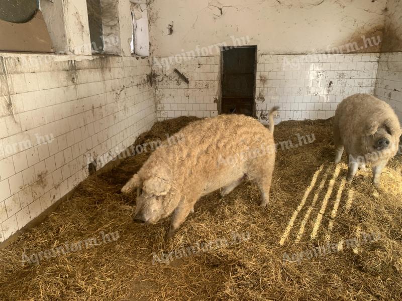 Mangalica za pitanje