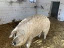 Mangalica za pitanje