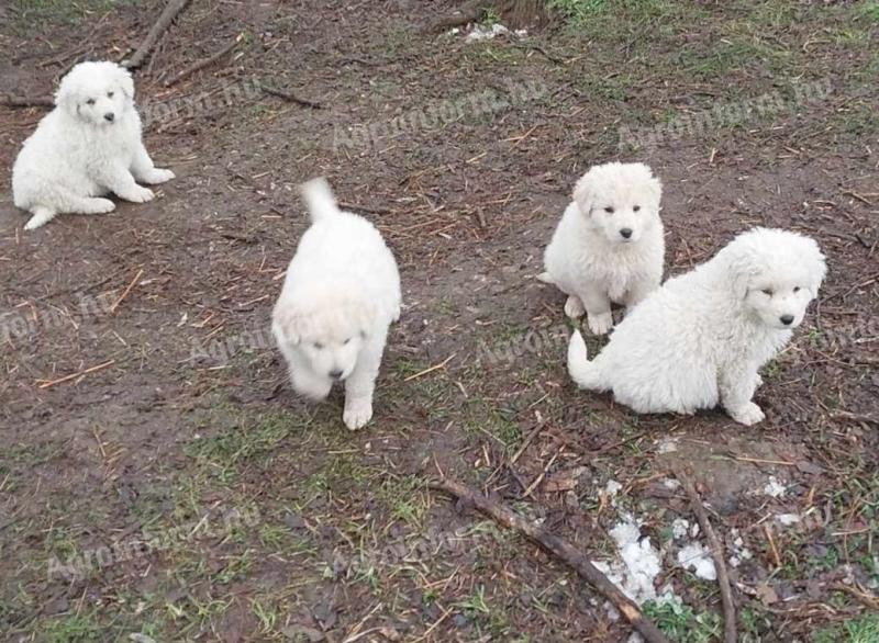 Szczeniaki Kuvasz są dostępne do adopcji