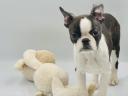 Szczeniaki Boston Terrier szukają nowego właściciela