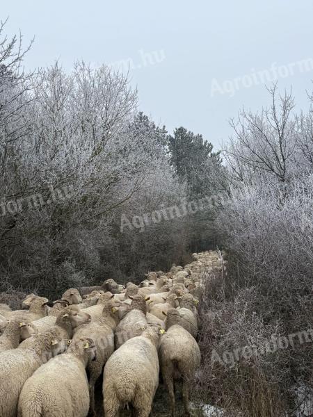 Práca pastiera v Balatonskej pahorkatine