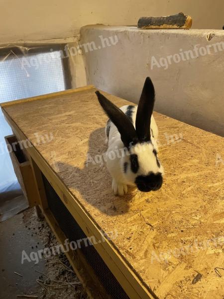 German giant butterfly rabbit