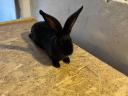 German giant butterfly rabbit