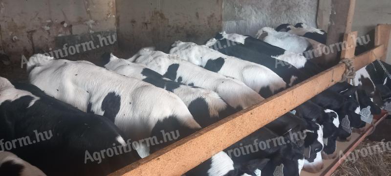 10 Holstein-Bullenkälber