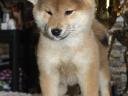 Pedigree shiba inu girls