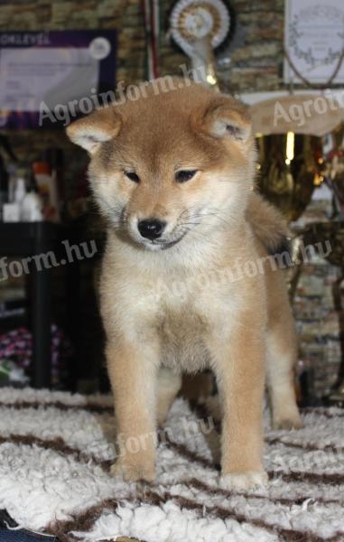 Pedigree shiba inu girls