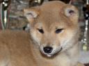 Pedigree shiba inu girls