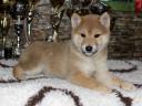 Pedigree shiba inu girls