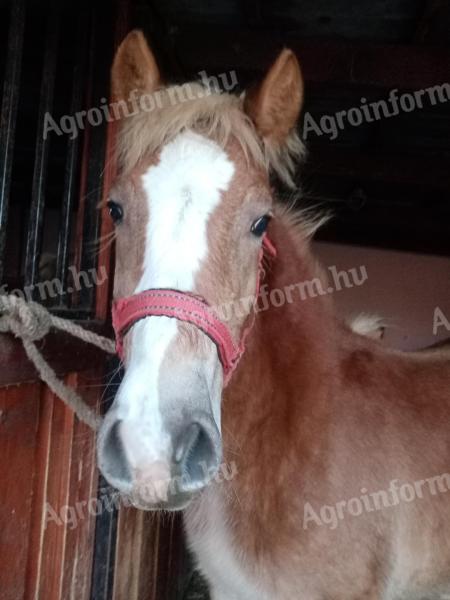 Haflinger Stute Fohlen