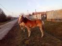 Haflinger Stute Fohlen