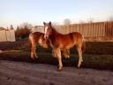 Haflinger Stute Fohlen