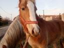 Haflinger Stute Fohlen