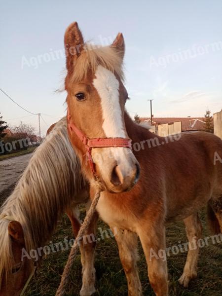 Haflinger Stute Fohlen