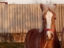 Haflinger Stute Fohlen