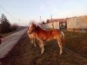 Haflinger Stute Fohlen