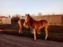 Haflinger Stute Fohlen