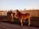 Haflinger Stute Fohlen