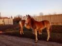 Haflinger Stute Fohlen