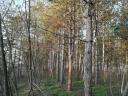 13 hektárov lesa na predaj v Sükösde